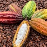 Tame, Arauquita y Saravena van por el Oro. La mitad de la final del ‘Grano de Oro’ tiene sello araucano.