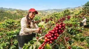 El campo pone 4 de cada 10 nuevos&hellip;
