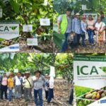 Tame concentra una de cada cuatro hectáreas de cacao de Arauca y el ICA refuerza vigilancia contra cuatro amenazas