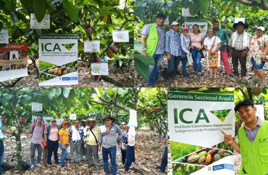 Tame concentra una de cada cuatro hectáreas de cacao de Arauca y el ICA&hellip;
