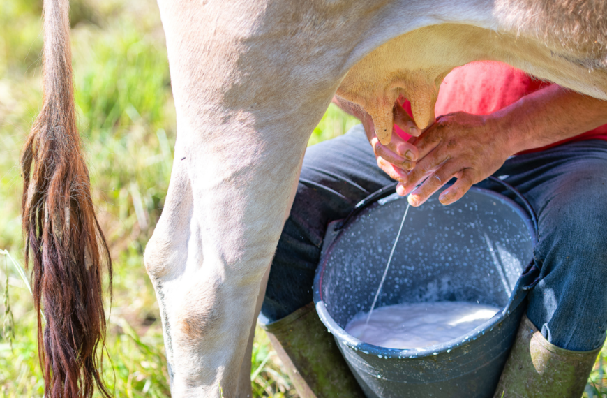 La leche cae hasta $1.700 por litro en Arauca y vuelve a golpear al pequeño productor