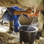 $6.718 millones fortalecerán la cadena lechera en Tame, Arauquita y Fortul