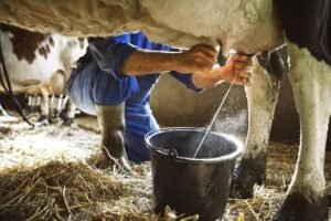 $6.718 millones fortalecerán la cadena lechera en Tame,&hellip;